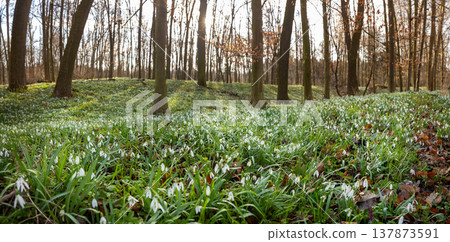 Spring snowdrops flowers in the shining sunlight, Galanthus nivalis, floodplain forest in early spring Spring snowdrops flowers in the shining sunlight, Galanthus nivalis, floodplain forest in early spring 137873591