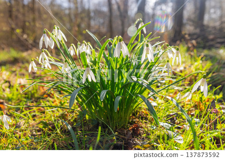 Spring snowdrops flowers in the shining sunlight, Galanthus nivalis, floodplain forest in early spring Spring snowdrops flowers in the shining sunlight, Galanthus nivalis, floodplain forest in early spring 137873592