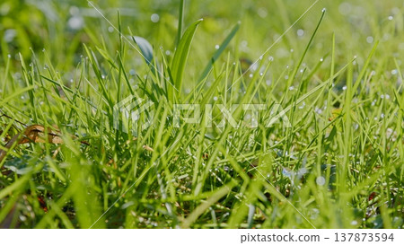 Spring green grass with water drops in the shining sunlight, macro shot 137873594