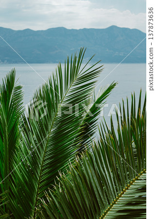Green palm leaves in a sunlight. Summer seascape background. Green palm leaves in a sunlight. Summer seascape background. 137873636