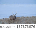 Ezo鹿 137873676