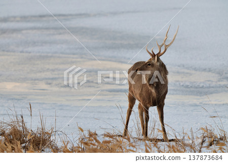 Ezo deer Ezo deer 137873684