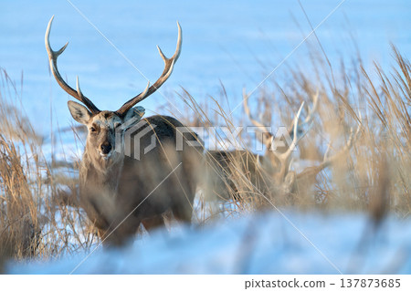 Ezo deer Ezo deer 137873685