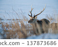Ezo鹿 137873686