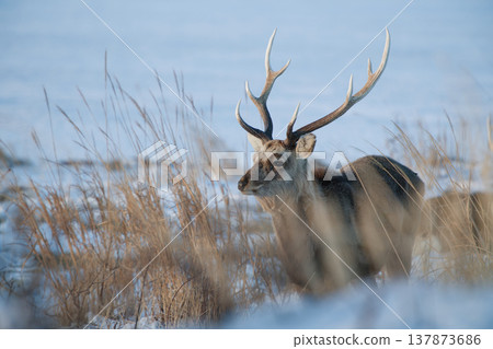 Ezo deer Ezo deer 137873686