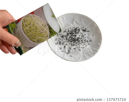 Seeds sowing microgreens sprouting germination gardening hand pours seeds onto wet paper towel for indoor home growing and simple seed starting experiment. 137873710