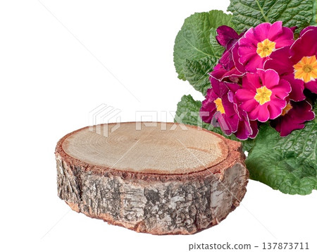 Primrose primula flower plant spring on a wooden slice podium, rustic isolated product display with copyspace, studio stilllife on white background for decor and advertising. Primrose primula flower plant spring on a wooden slice podium, rustic isolated product display with copyspace, studio stilllife on white background for decor and advertising. 137873711