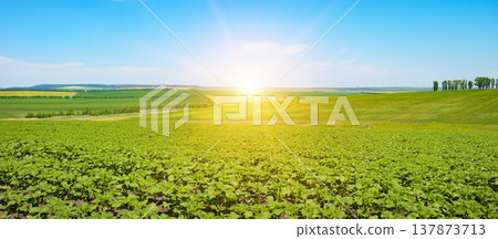 First Light of Day Enhancing Fresh Sunflower Growth on Wide, Undulating Agricultural Fields First Light of Day Enhancing Fresh Sunflower Growth on Wide, Undulating Agricultural Fields 137873713