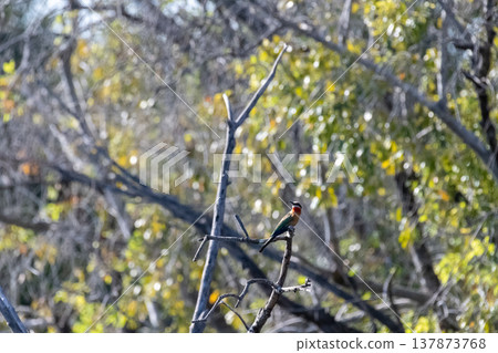 White-fronted bee eater White-fronted bee eater 137873768