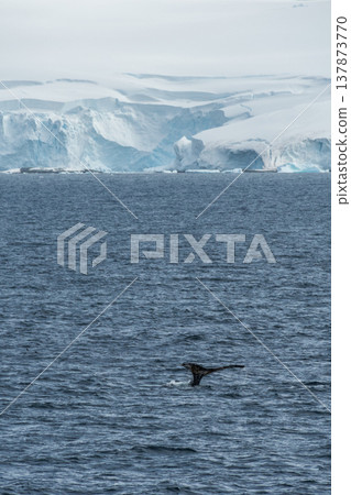 Diving whale in the antarctic Diving whale in the antarctic 137873770
