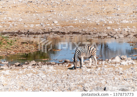 Zebra in Etosha 137873773
