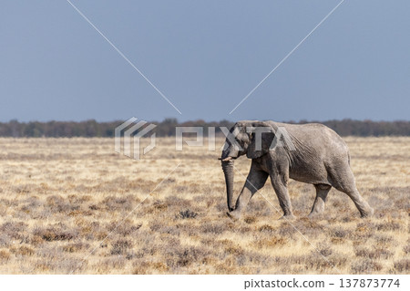 Elephant running across the desert Elephant running across the desert 137873774