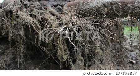 Closeup photo of root system of a tree that fell after a storm Closeup photo of root system of a tree that fell after a storm 137873817
