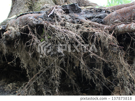 Small roots of the tree were exposed from the ground during uprooting Small roots of the tree were exposed from the ground during uprooting 137873818