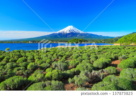 【山梨縣】初夏的富士山和薰衣草田(大石公園) 【山梨縣】初夏的富士山和薰衣草田(大石公園) 137873823