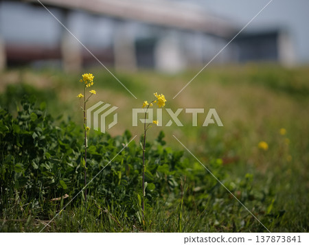 Rape blossoms blooming in a vacant lot Rape blossoms blooming in a vacant lot 137873841