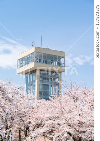 "Aomori Prefecture" Cherry blossoms in full bloom and scenery of Tatehana Park, Hachinohe City 137873875