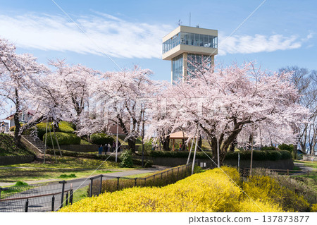 青森縣八戶市立花公園櫻花盛開的美景 青森縣八戶市立花公園櫻花盛開的美景 137873877