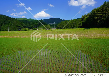 大木根山及其山腳下的稻田 137873996