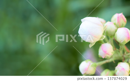 Pear blossom, spring background with pear flowers for design on the theme of spring and botany, white flowers on a branch on a light background, suitable for advertising, seasonal promotions, 137874029