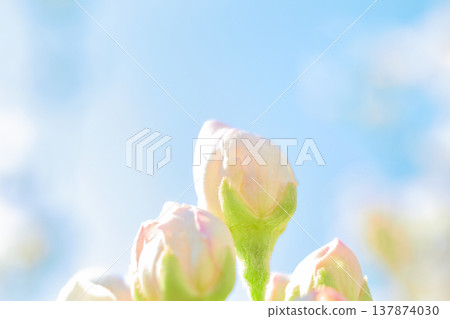Pear blossom, spring background with pear flowers for design on the theme of spring and botany, white flowers on a branch on a light background, suitable for advertising, seasonal promotions, 137874030