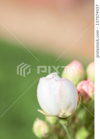 Pear blossom, spring background with pear flowers for design on the theme of spring and botany, white flowers on a branch on a light background, suitable for advertising, seasonal promotions, Pear blossom, spring background with pear flowers for design on the theme of spring and botany, white flowers on a branch on a light background, suitable for advertising, seasonal promotions, 137874037