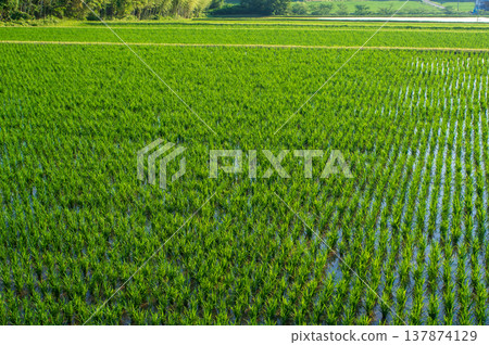 Rice paddy immediately after planting (Yokkaichi City, Mie Prefecture) 137874129