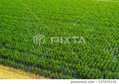 Rice paddy immediately after planting (Yokkaichi City, Mie Prefecture) 137874130