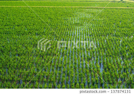 Rice paddy immediately after planting (Yokkaichi City, Mie Prefecture) 137874131