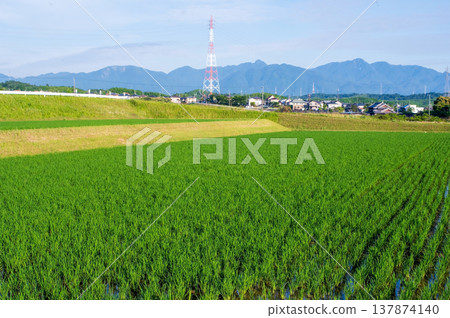 剛插秧後的稻田(三重縣四日市市) 剛插秧後的稻田(三重縣四日市市) 137874140