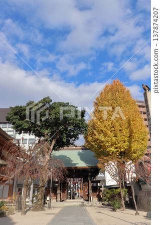 Ginkgo tree at Kushida Shrine 137874207