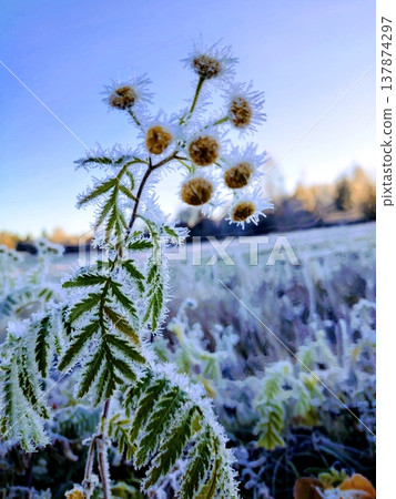 Tansy flowers covered with white crystalline frost against the backdrop of a winter field Tansy flowers covered with white crystalline frost against the backdrop of a winter field 137874297
