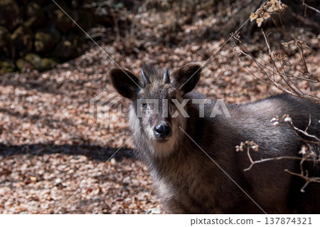 A wild Japanese serow standing in the forest 137874321