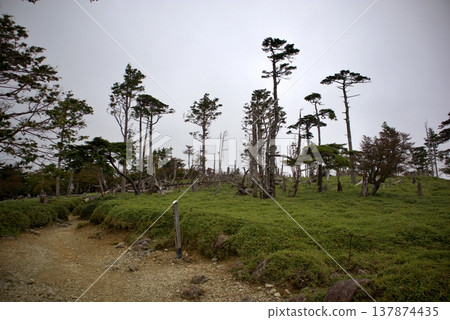 The hiking trails of Odaigahara, the dead trees, and the sky The hiking trails of Odaigahara, the dead trees, and the sky 137874435