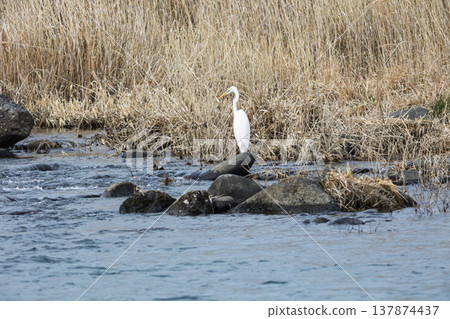 Riverside egret Riverside egret 137874437