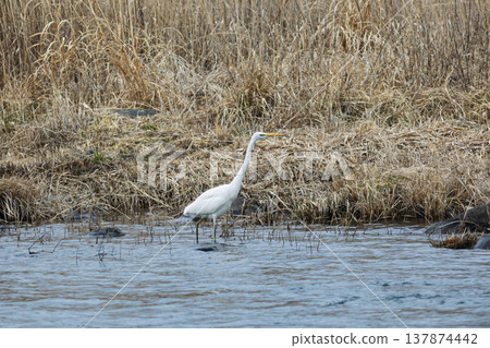Riverside egret 137874442