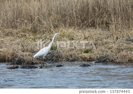 Riverside egret 137874443