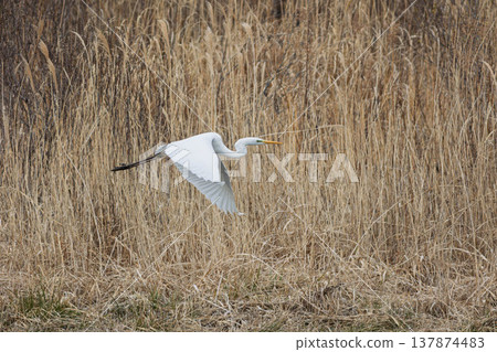 飛翔的西拉 飛翔的西拉 137874483