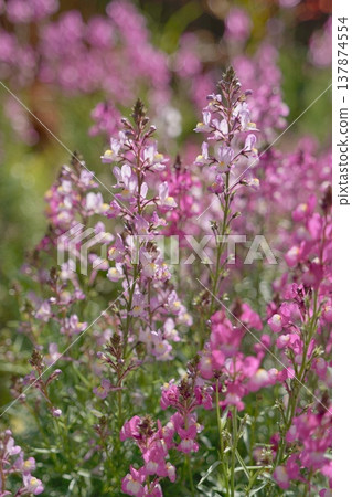 Linaria in the garden Linaria in the garden 137874554