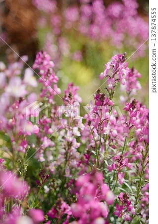 Linaria in the garden Linaria in the garden 137874555