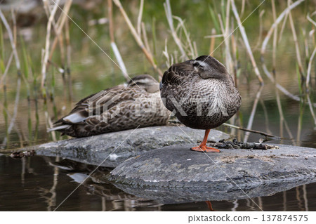Spot-billed ducks resting in the park pond 137874575