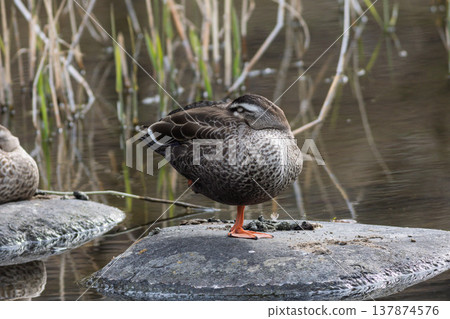 Spot-billed ducks resting in the park pond Spot-billed ducks resting in the park pond 137874576