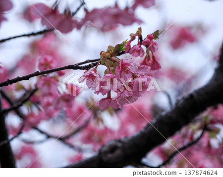 Kawazu櫻花的風景 Kawazu櫻花的風景 137874624