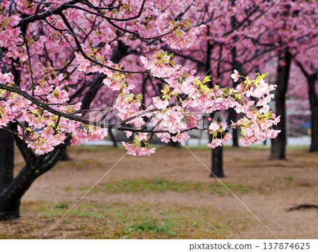 Kawazu櫻花的風景 Kawazu櫻花的風景 137874625