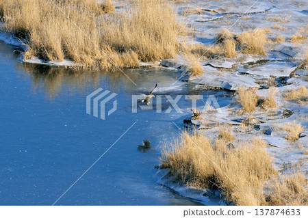一隻成年白尾海鵰飛越濕地（北海道柴茶町） 137874633