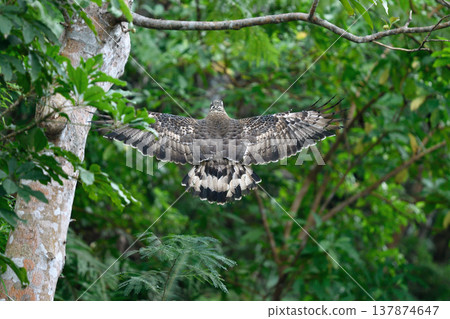一隻鳳頭蛇雕在空中翱翔(沖繩縣石垣島) 一隻鳳頭蛇雕在空中翱翔(沖繩縣石垣島) 137874647
