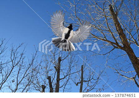 A great tit in flight (Tsurui Village, Hokkaido) A great tit in flight (Tsurui Village, Hokkaido) 137874651