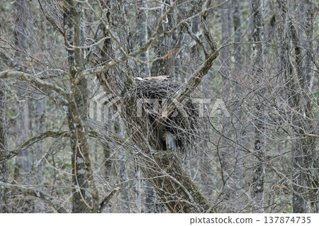 一隻正在孵蛋的黑鳶（北海道上石幌町） 137874735