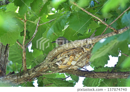 A brown-eared bulbul incubating eggs (Tsurui Village, Hokkaido) A brown-eared bulbul incubating eggs (Tsurui Village, Hokkaido) 137874740