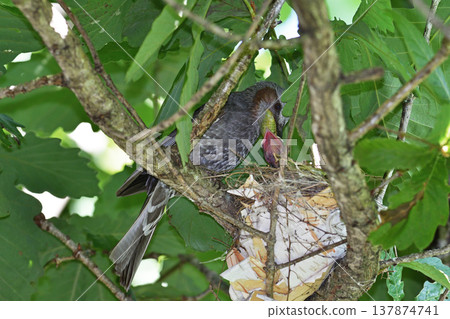 Brown-eared bulbuls raising their young (Tsurui Village, Hokkaido) Brown-eared bulbuls raising their young (Tsurui Village, Hokkaido) 137874741